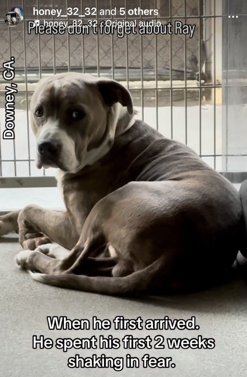 SarahjaneGille1's tweet image. RAY is still Available #A5738603 Male #PITTIE 1yr 1m patience experienced home see below ⬇️ #REPOST #SHARE #SAVE #ADOPT #RESCUE could be euthanized anytime just innocent #DOWNEY CA #LA Area #California 🆘🚨‼️🙏🐾

 instagram.com/reel/DSqd_Edku…