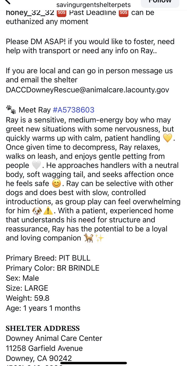SarahjaneGille1's tweet image. RAY is still Available #A5738603 Male #PITTIE 1yr 1m patience experienced home see below ⬇️ #REPOST #SHARE #SAVE #ADOPT #RESCUE could be euthanized anytime just innocent #DOWNEY CA #LA Area #California 🆘🚨‼️🙏🐾

 instagram.com/reel/DSqd_Edku…