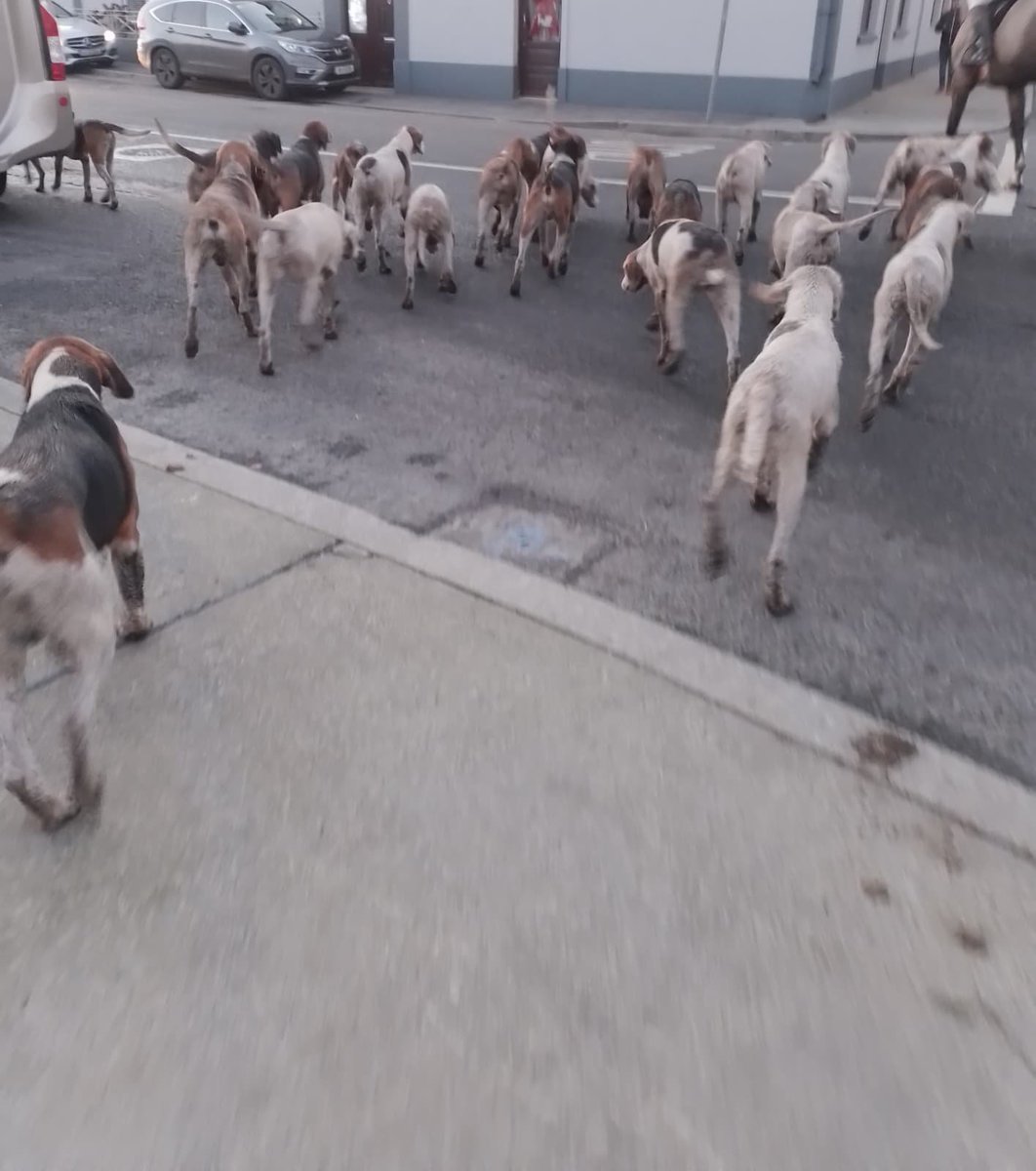 banbloodsports's tweet image. A pack of dogs at the start of a fox hunt in Abbeyleix, Laois. In fox hunting, dogs are released to chase a fox to exhaustion. When caught, the fox is attacked, bitten, disembowelled and pulled asunder. This bloodsport should not be happening in modern Ireland. #BanFoxHunting 🦊