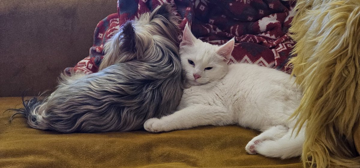 FalixFox's tweet image. 