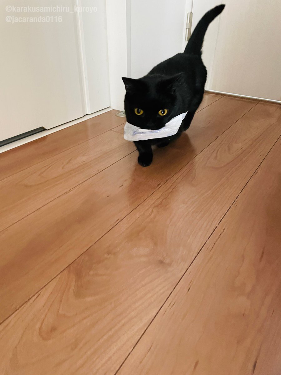 jacaranda0116's tweet image. ω