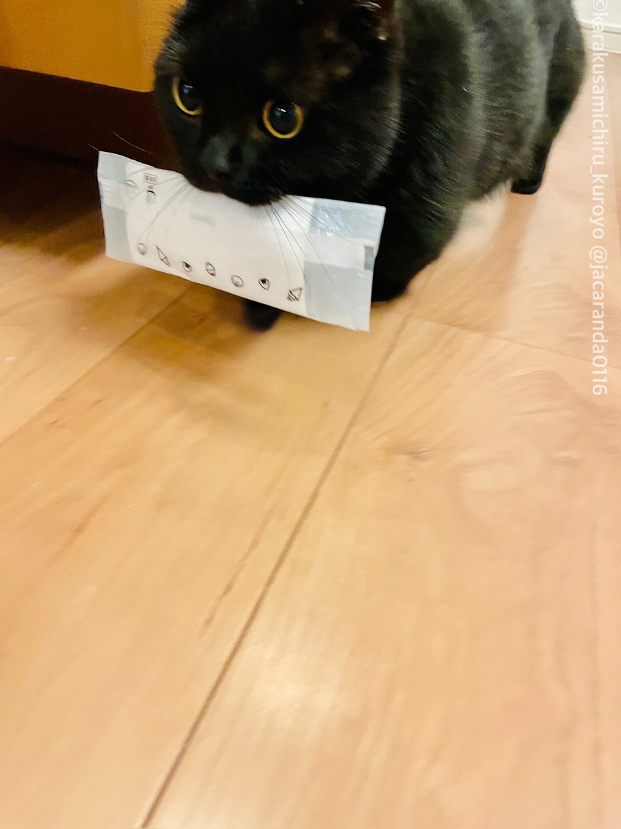 jacaranda0116's tweet image. ω