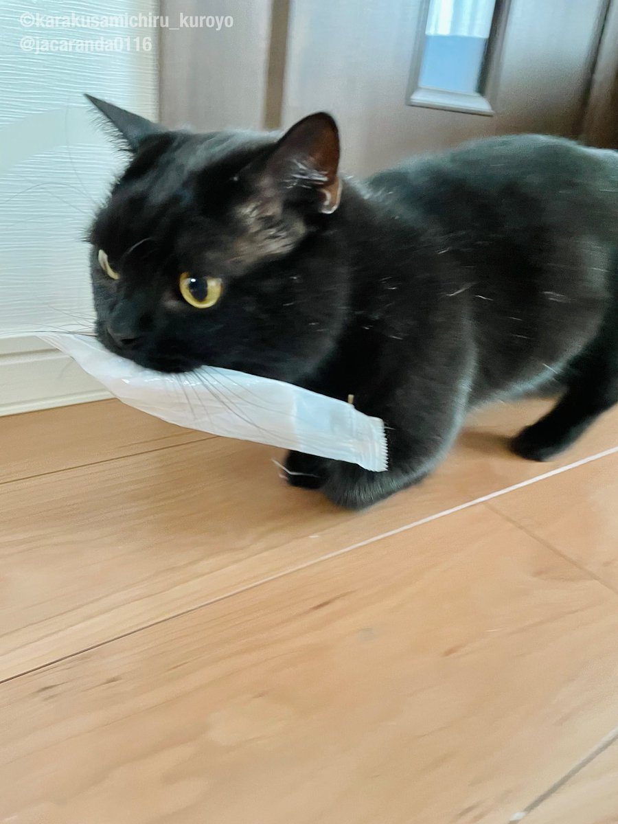 jacaranda0116's tweet image. ω