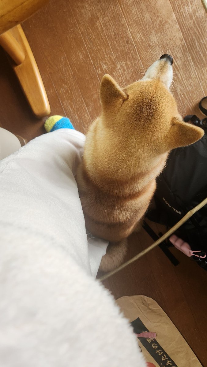 suzu8z7's tweet photo. 座りたいだけなのに、なぜこんなにも通りにくいのだ。
きなこ、なぜ1ミリたりとも動かんのか。 https://t.co/hPsUyCCS0M