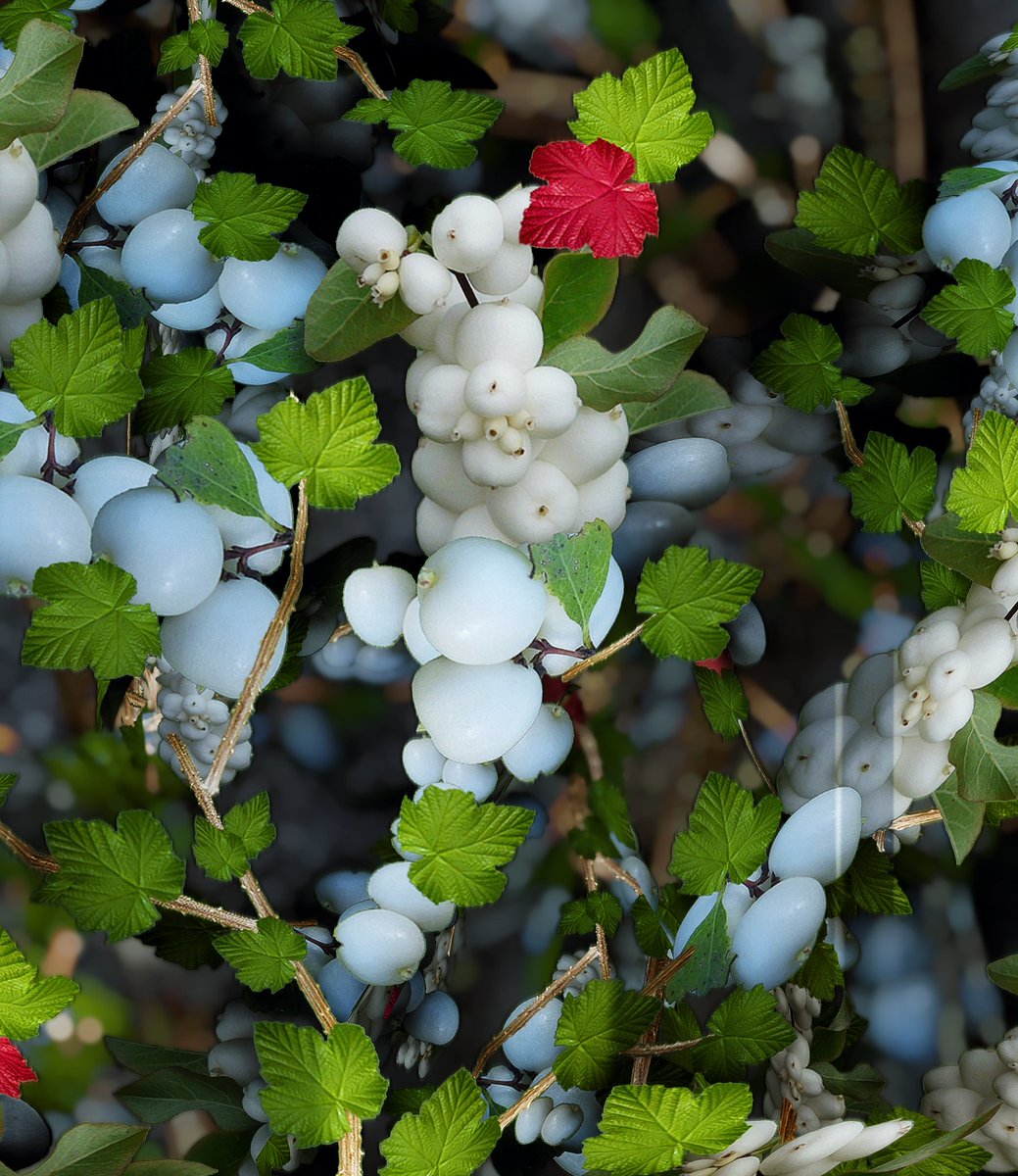 B̷e̷l̷p̷h̷e̷g̷o̷r̷ 📸 tweet media