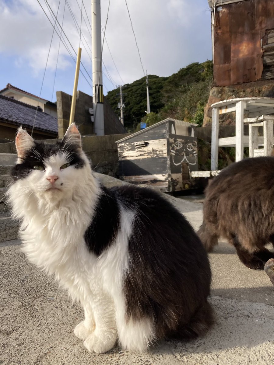 こんにちは。今朝の #田代島 は晴れ。朝方には雪もチラつく寒さです