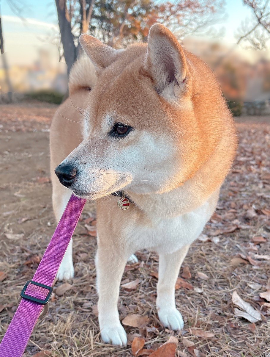 柴犬むぎ (@shiba_inu_mugi) / Posts / X