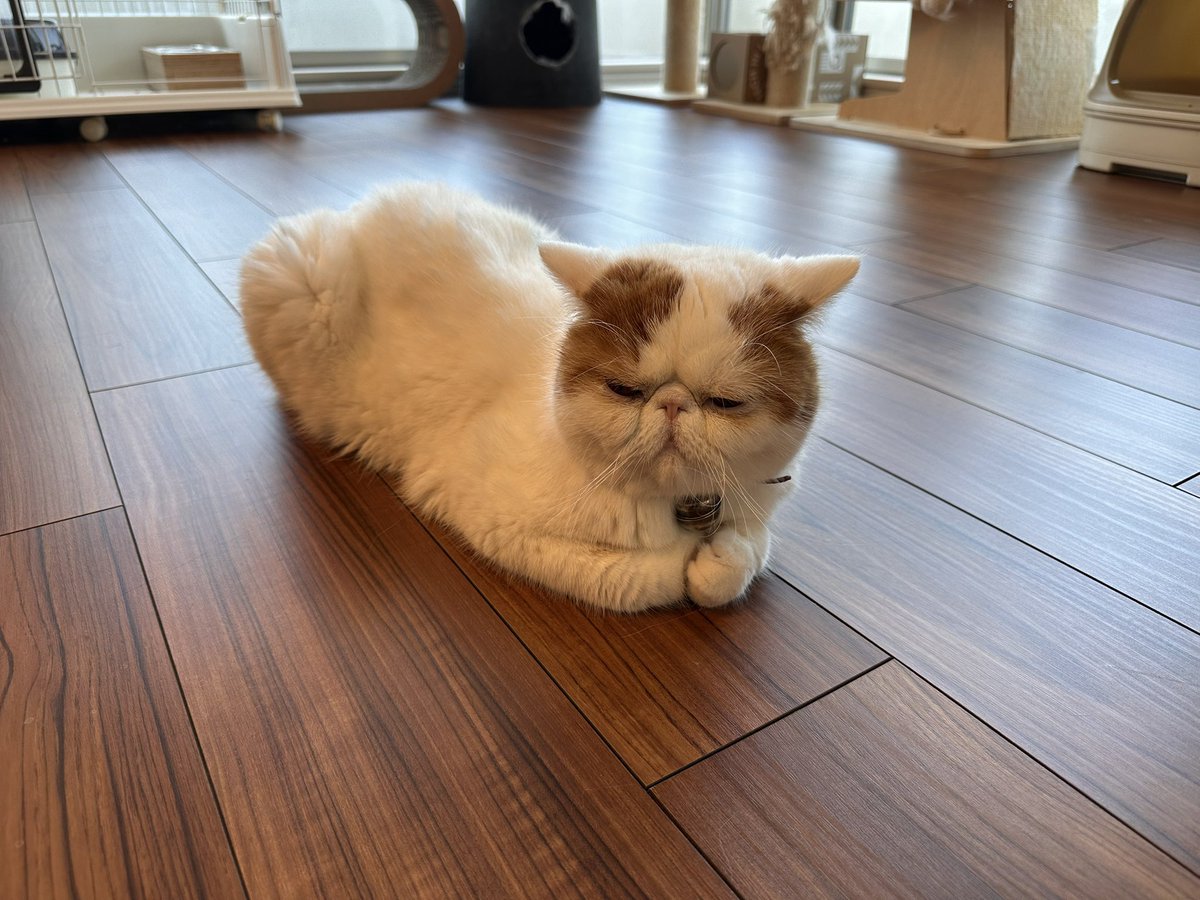 エキゾのきなこさん。 (@miikomaple) / Posts / X