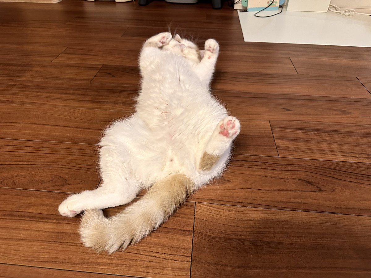 エキゾのきなこさん。 (@miikomaple) / Posts / X