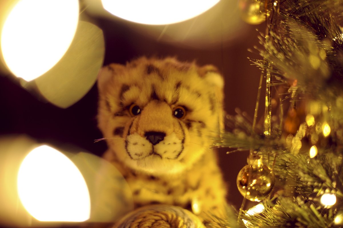 DiagoKitty tweet media