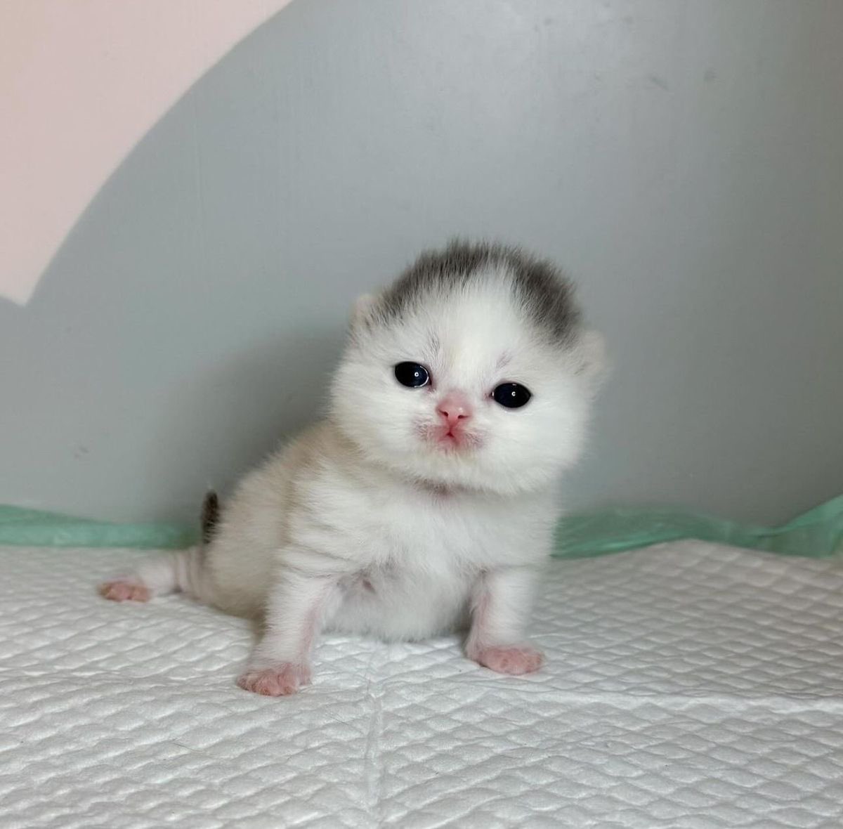 kuruupdates's tweet image. Kuru has reportedly been transformed into a cat.
“Meow,” he states.