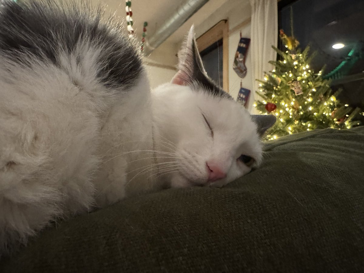 steven tippy tail tweet media