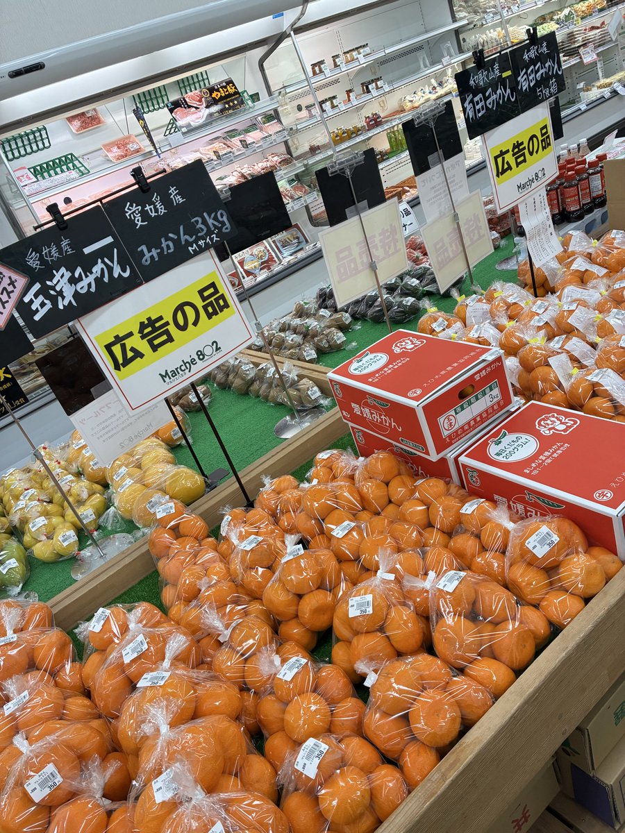 しましまっぽのお店様　取り置き6月10日まで 臨時休業20240828-724x1024.png