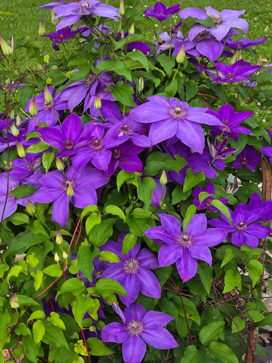 Rob McMullen tweet media