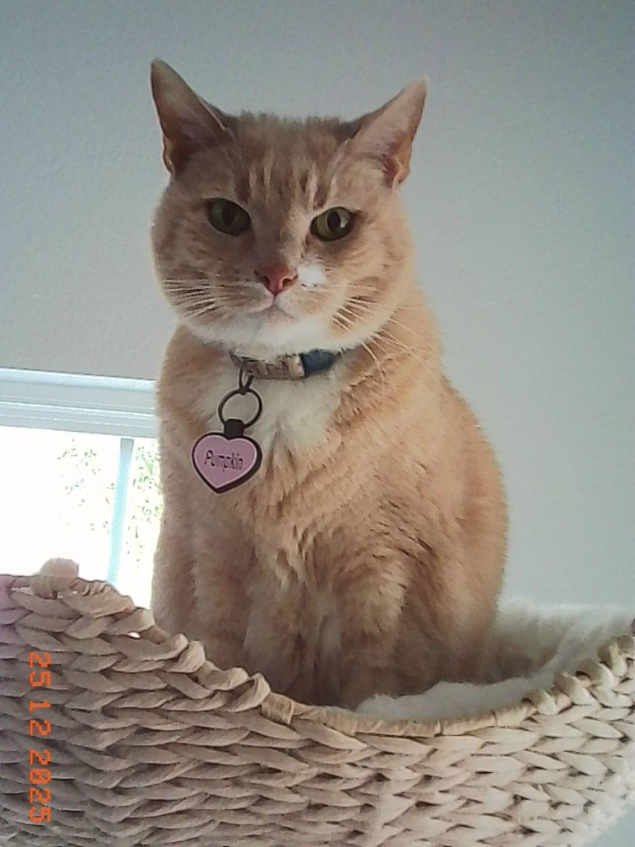 CSargeP's tweet image. Rage bait your cat