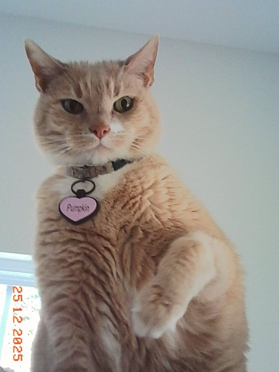 CSargeP's tweet image. Rage bait your cat