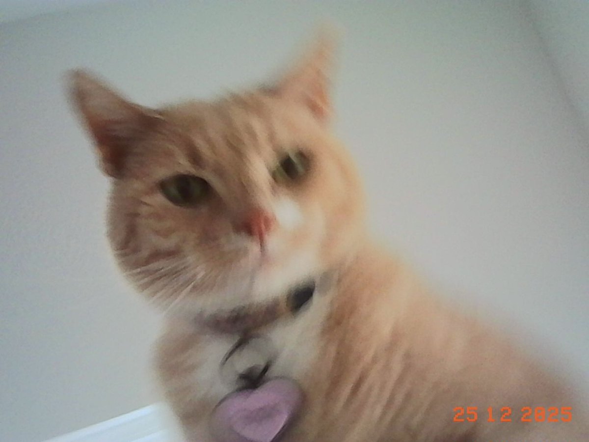 CSargeP's tweet image. Rage bait your cat