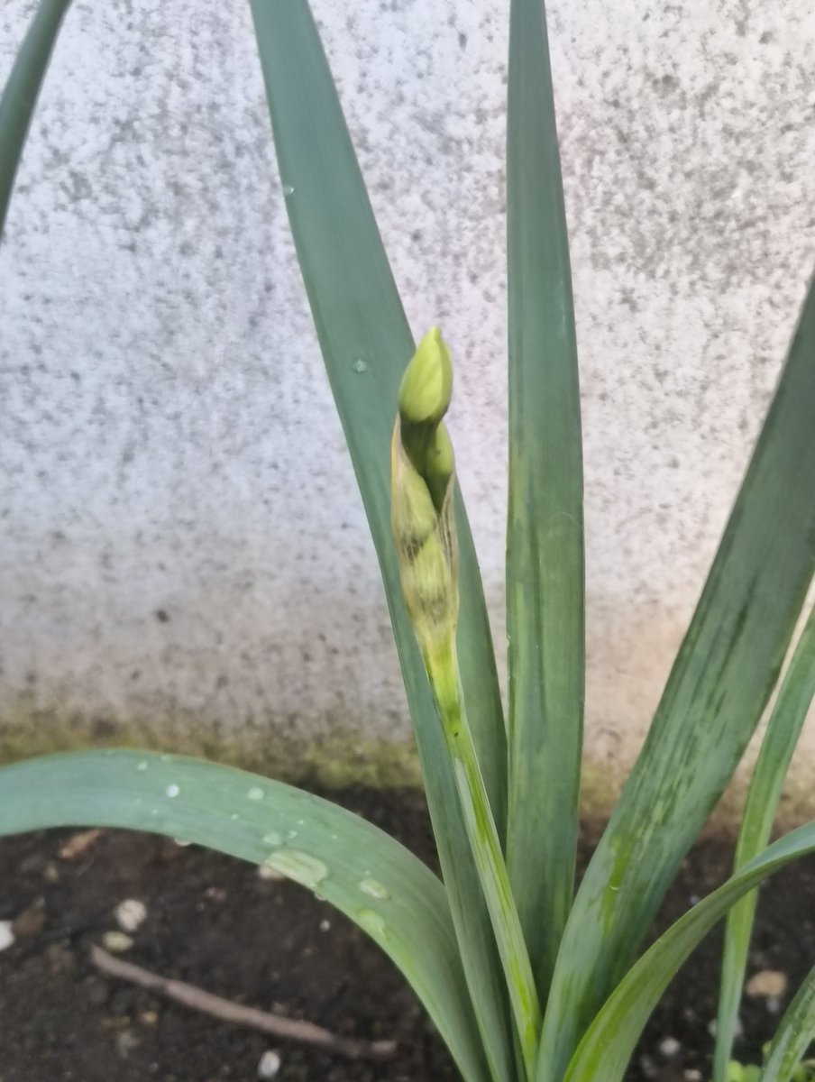水仙の枝豆みたいなつぼみからなんか出てきた。花咲くのか？