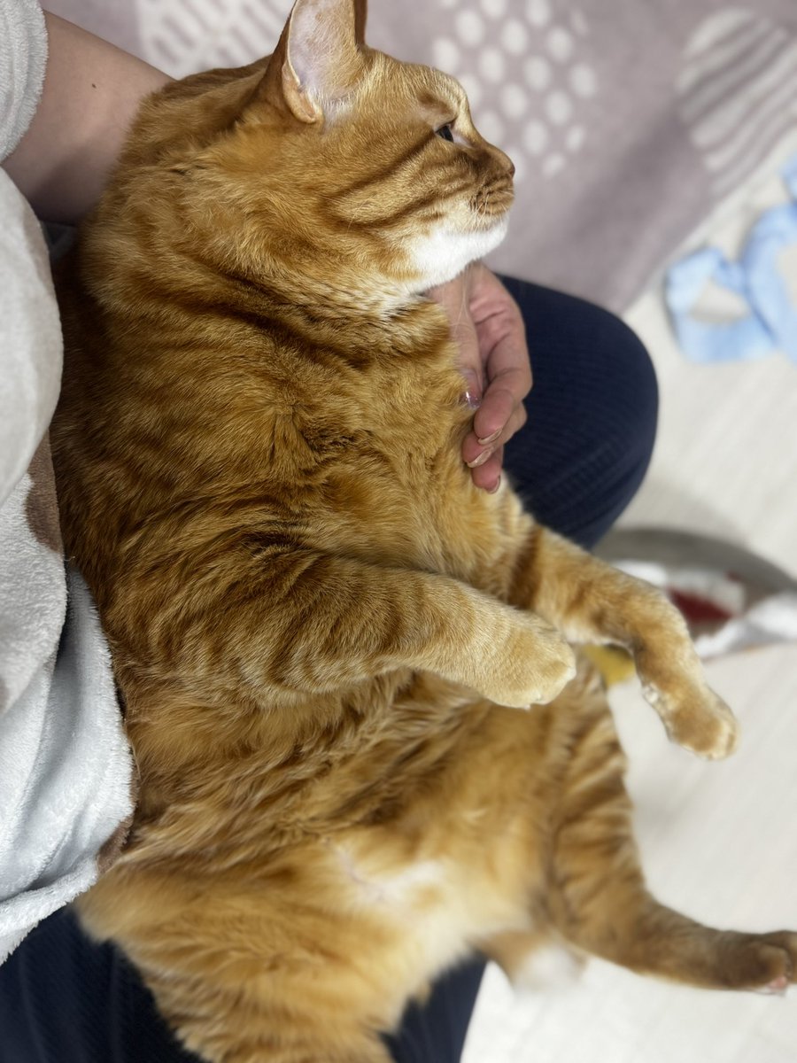 とらまるくん🐈 (@toramaru_1120) / Posts and Replies / X