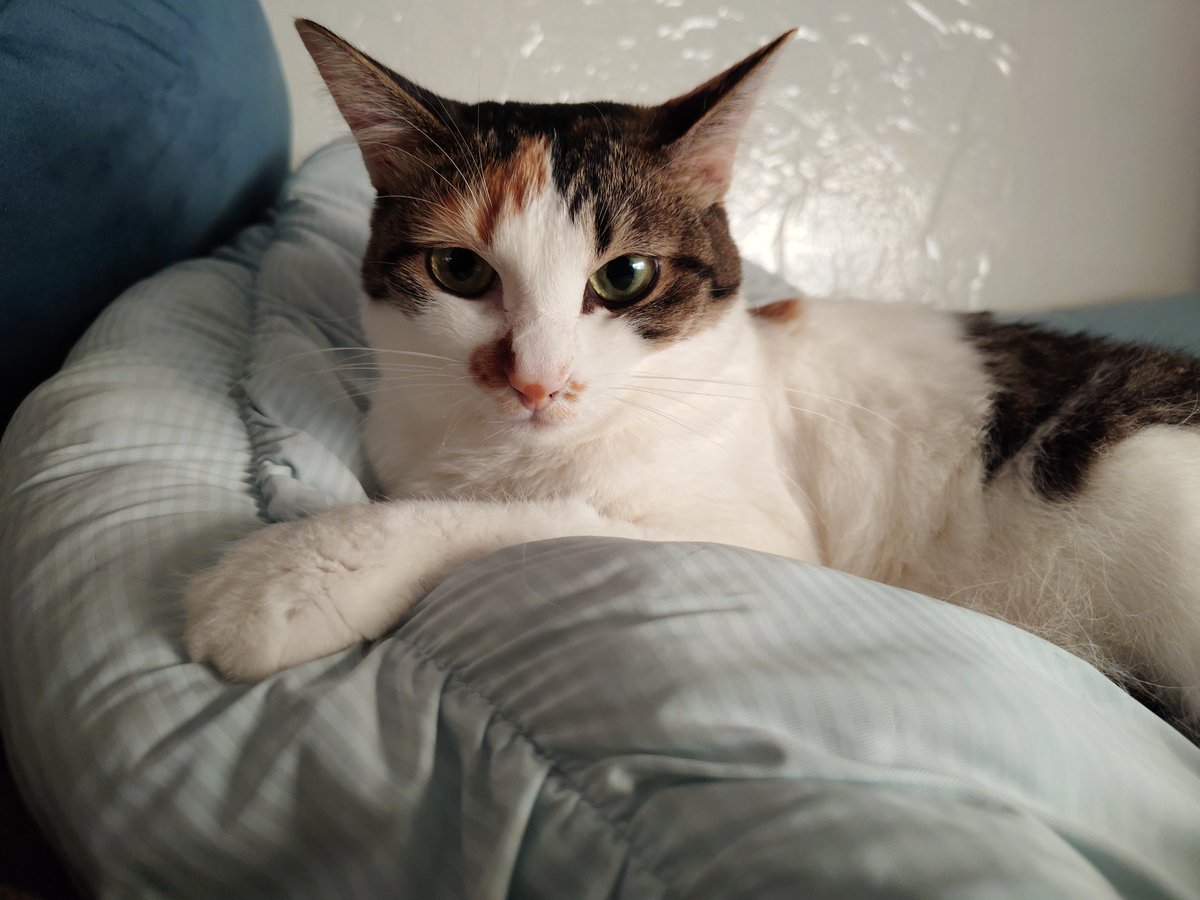 三毛猫様♡ありがとうございます♡ 置き配OKステッカー かわいい三毛猫イラスト 配達ありがとうございます