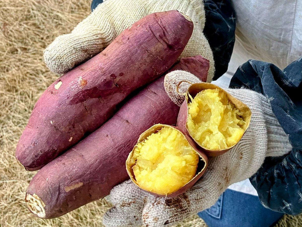 壷焼き芋のいもかちゃん_板橋蓮根 (@imoka_tsuboyaki) / Posts / X