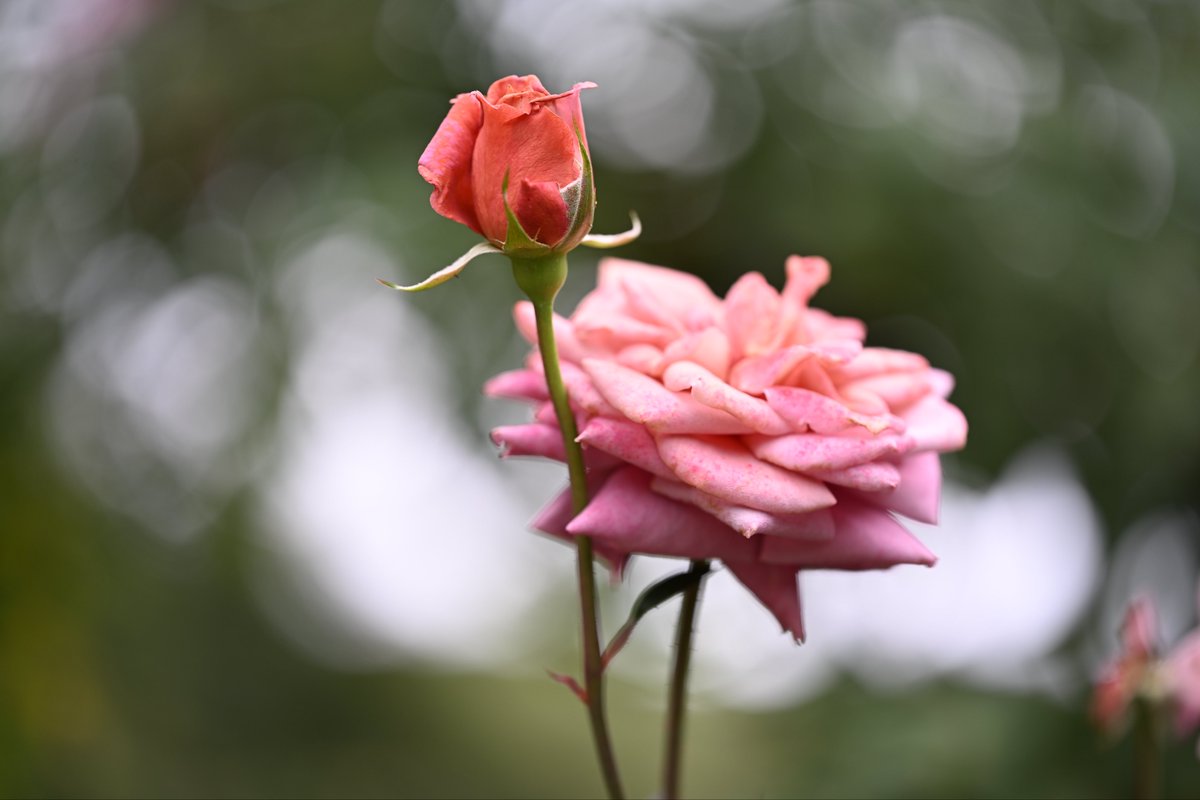 Yuzumi様確認用です。 8.0) ブレス・ユア・ブレス [EXPERT 8] (譜面確認) [CHUNITHM