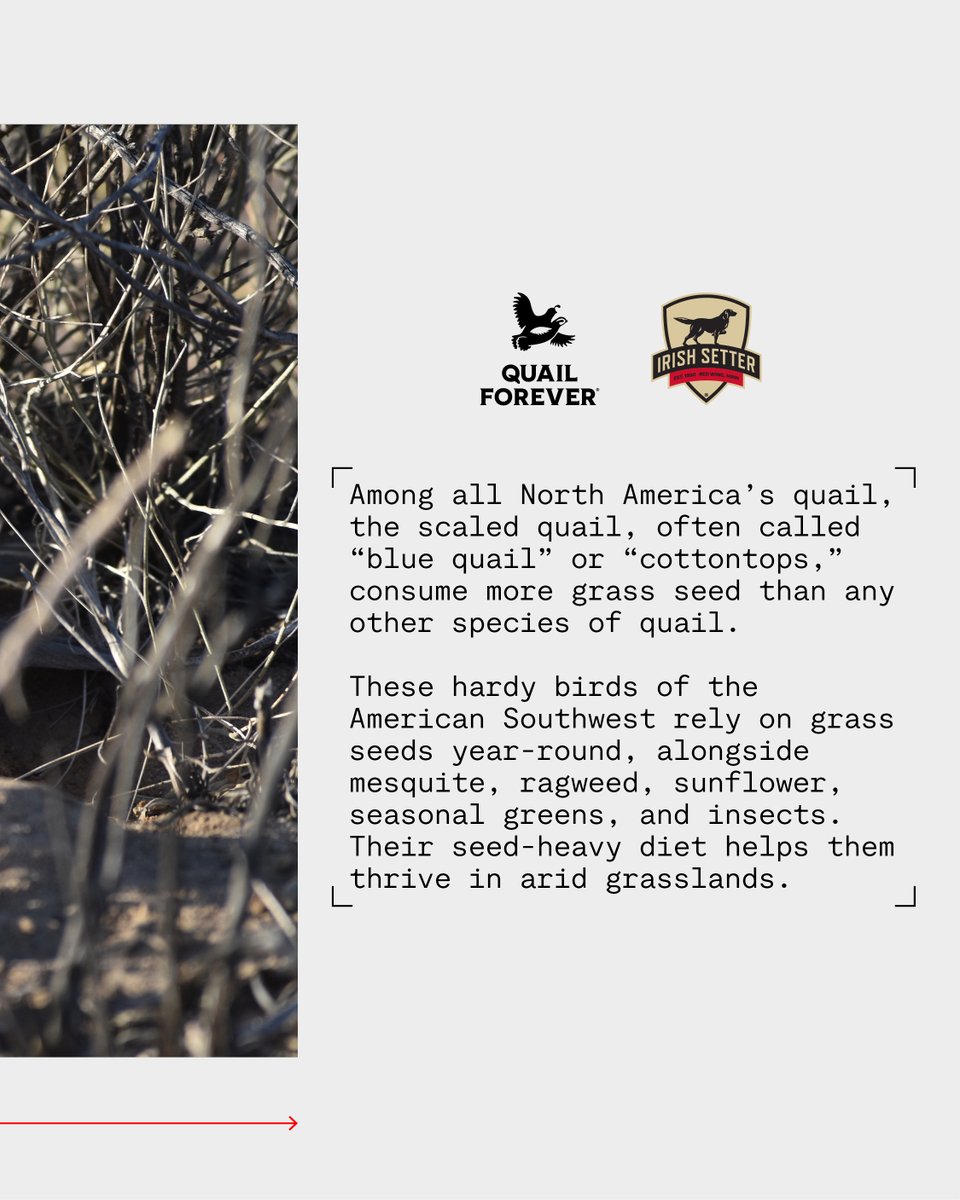 Quail Fact Friday!

Among all North America’s quail, the scaled quail, often called “blue quail” or “cottontops,” consume more grass seed than any other species of quail.

These hardy birds of the American Southwest rely on grass seeds year-round, alongside mesquite, ragweed,