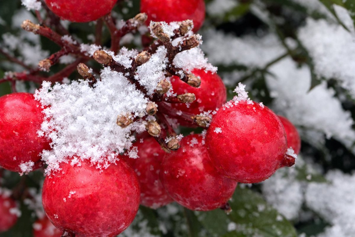 ブラックバード (@blackbird0404) / Posts / X