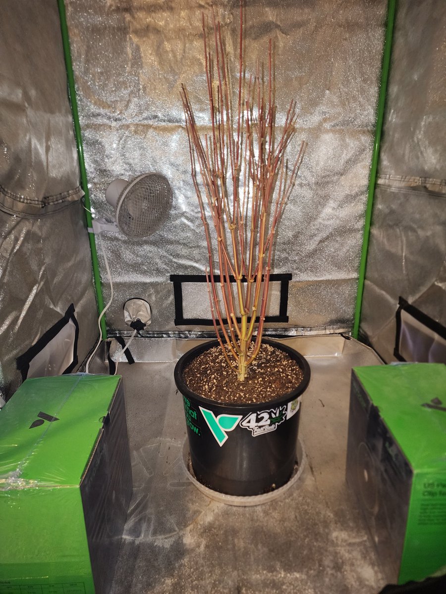 What do you do with your leftover Stalk?