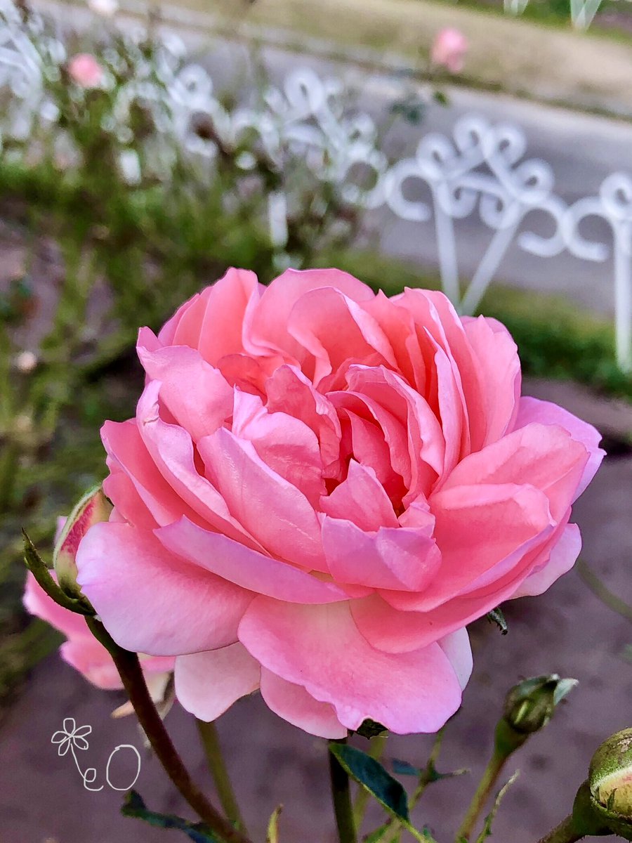 桜12ochi🌸🐋🏍🐺 (@zDjnsQkfFzeKty7) / Posts / X