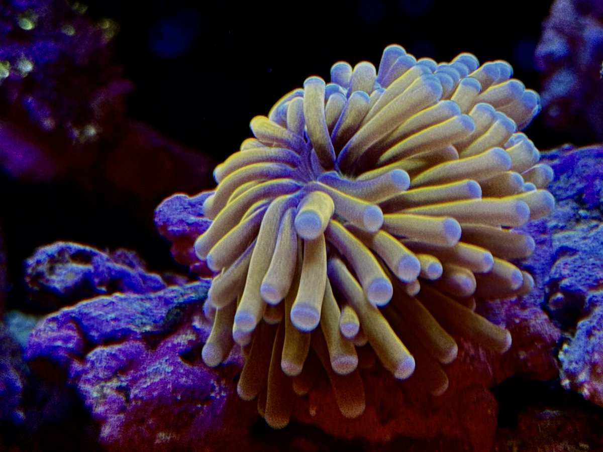 Mitsuページ エアコン 14畳用 三菱電機 霧ヶ峰 2026年モデル NXVシリーズ ピュア