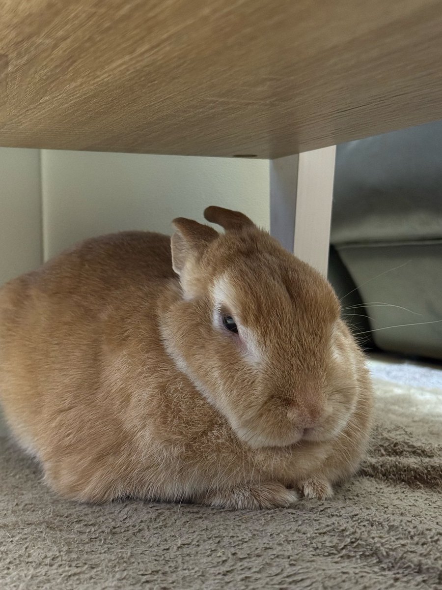 最近もっちりしてきました #うさぎ