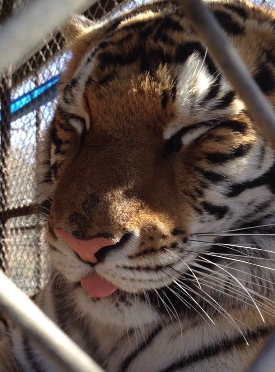 TheCatsX's tweet image. blep