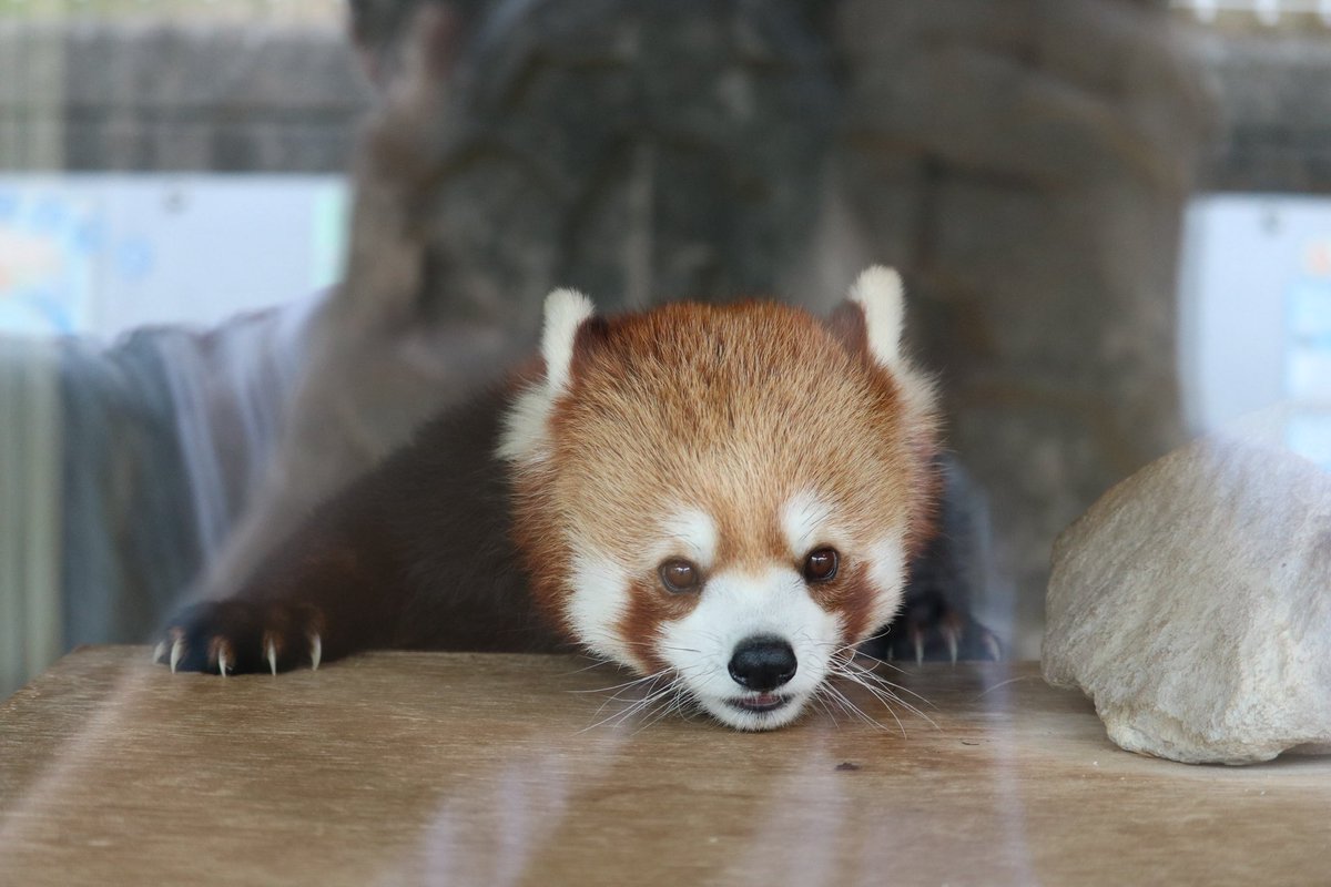 _takeman's tweet image. 250824 秋吉台サファリランド　優香
「りんご🍎食べたら、しっぽくるりんしてお部屋戻るの。くるりんしっぽ、かわいいでしょ？」「よいしょ、よいしょ、あたし、ここ、登って、みたい。」#秋吉台サファリランド #レッサーパンダ #永遠のアイドルユウカ