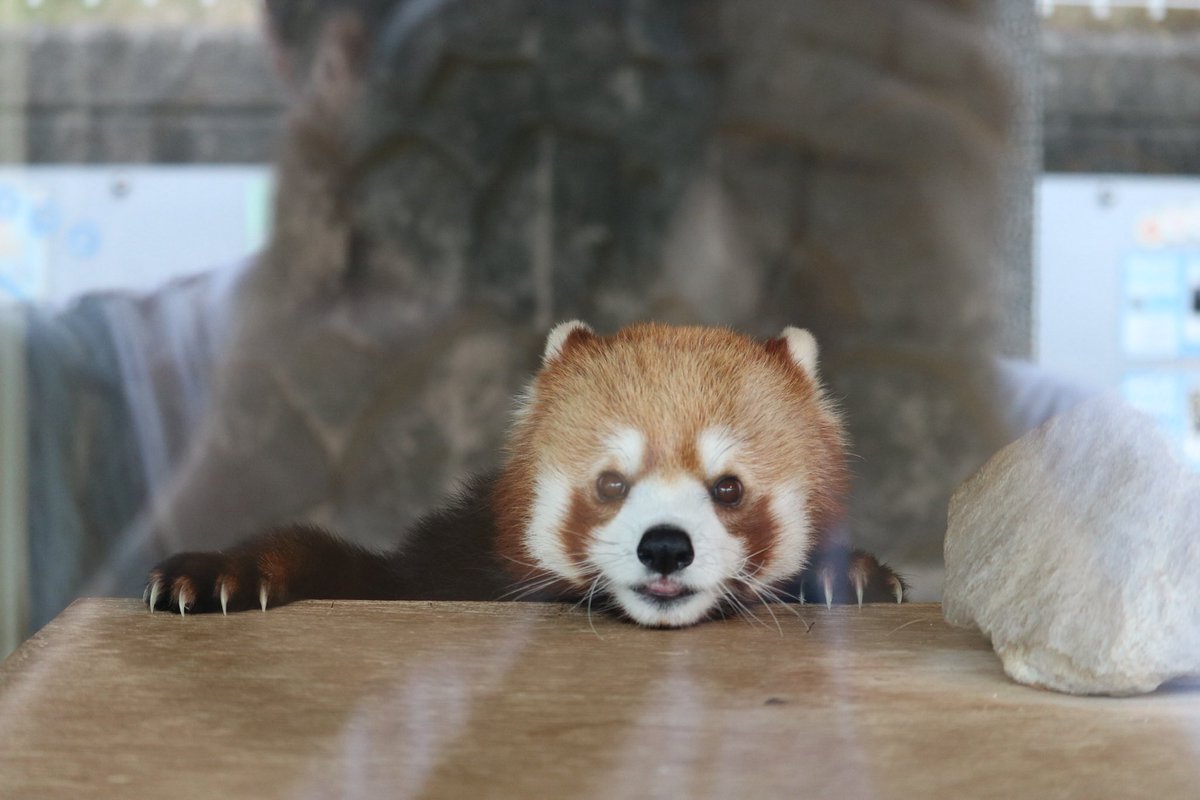 _takeman's tweet image. 250824 秋吉台サファリランド　優香
「りんご🍎食べたら、しっぽくるりんしてお部屋戻るの。くるりんしっぽ、かわいいでしょ？」「よいしょ、よいしょ、あたし、ここ、登って、みたい。」#秋吉台サファリランド #レッサーパンダ #永遠のアイドルユウカ