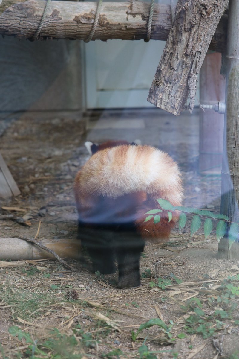 _takeman's tweet image. 250824 秋吉台サファリランド　優香
「りんご🍎食べたら、しっぽくるりんしてお部屋戻るの。くるりんしっぽ、かわいいでしょ？」「よいしょ、よいしょ、あたし、ここ、登って、みたい。」#秋吉台サファリランド #レッサーパンダ #永遠のアイドルユウカ