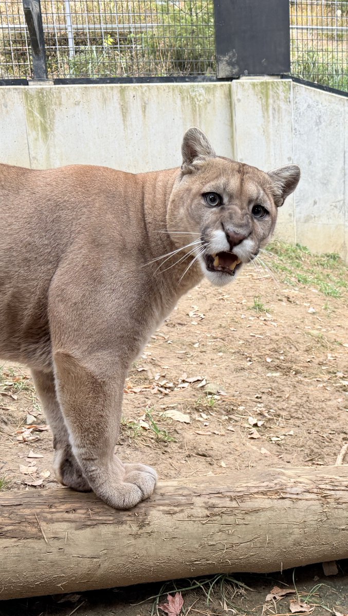 みかん (@Mika_An_Mikan) / Posts / X