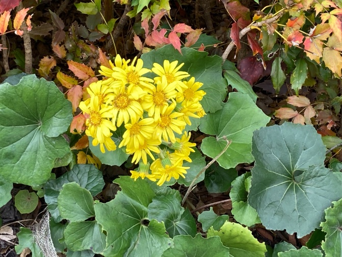 今朝のワタクシ：午前9時台
買い物の帰り＠調布
黄色い花を見つけて撮影。
名前は知らない。
#調布市