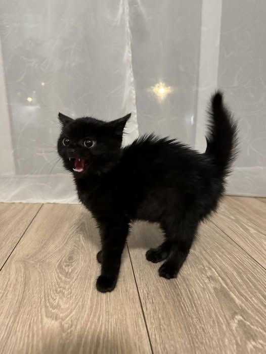 visualscat's tweet image. 