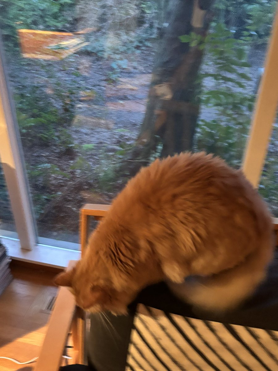 Rocco the Angel Cat (+Zeus!) tweet media