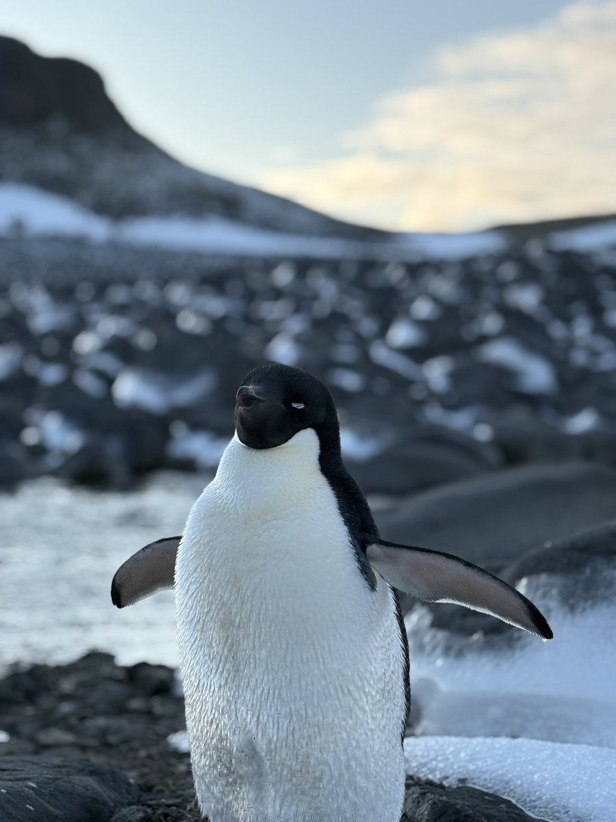 sofisall's tweet image. Imposible no amar a los pingüinos Adelia ❤️