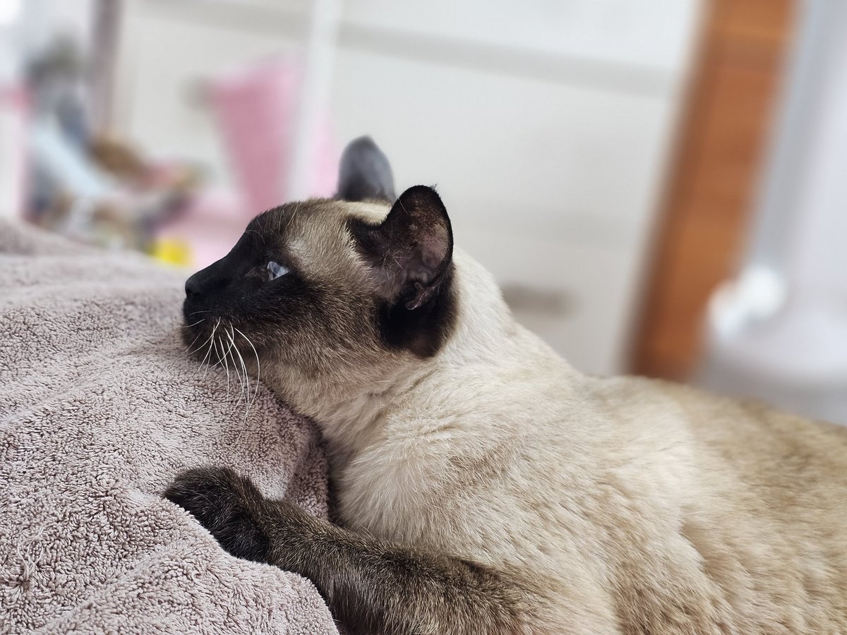 애하냥 tweet media