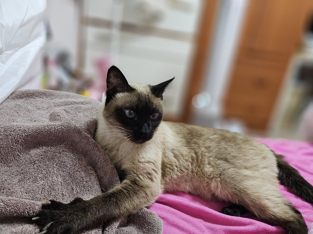 애하냥 tweet media