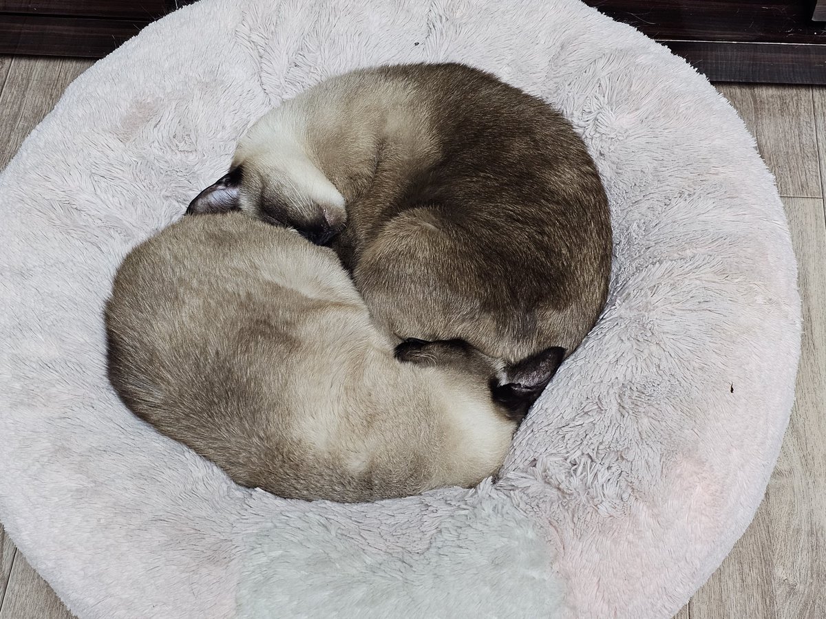 애하냥 tweet media