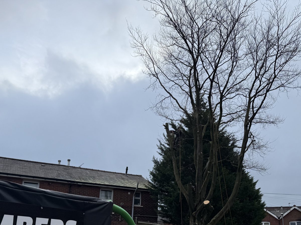 LumbersNW's tweet photo. 🌳 Beech Tree Dismantle – Specialist Works 🌳

For our commercial clients, Lumbers provides professional arboriculture services across the entire North West. For our residential customers, we focus closer to home, offering expert tree care throughout Wirral, Liverpool &amp; Chester https://t.co/R34SXIf7EE