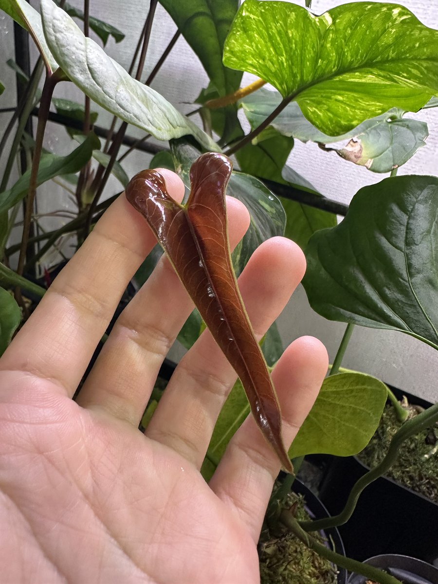 masayaページ SHCA Pro Audio HD6.4E 6.5