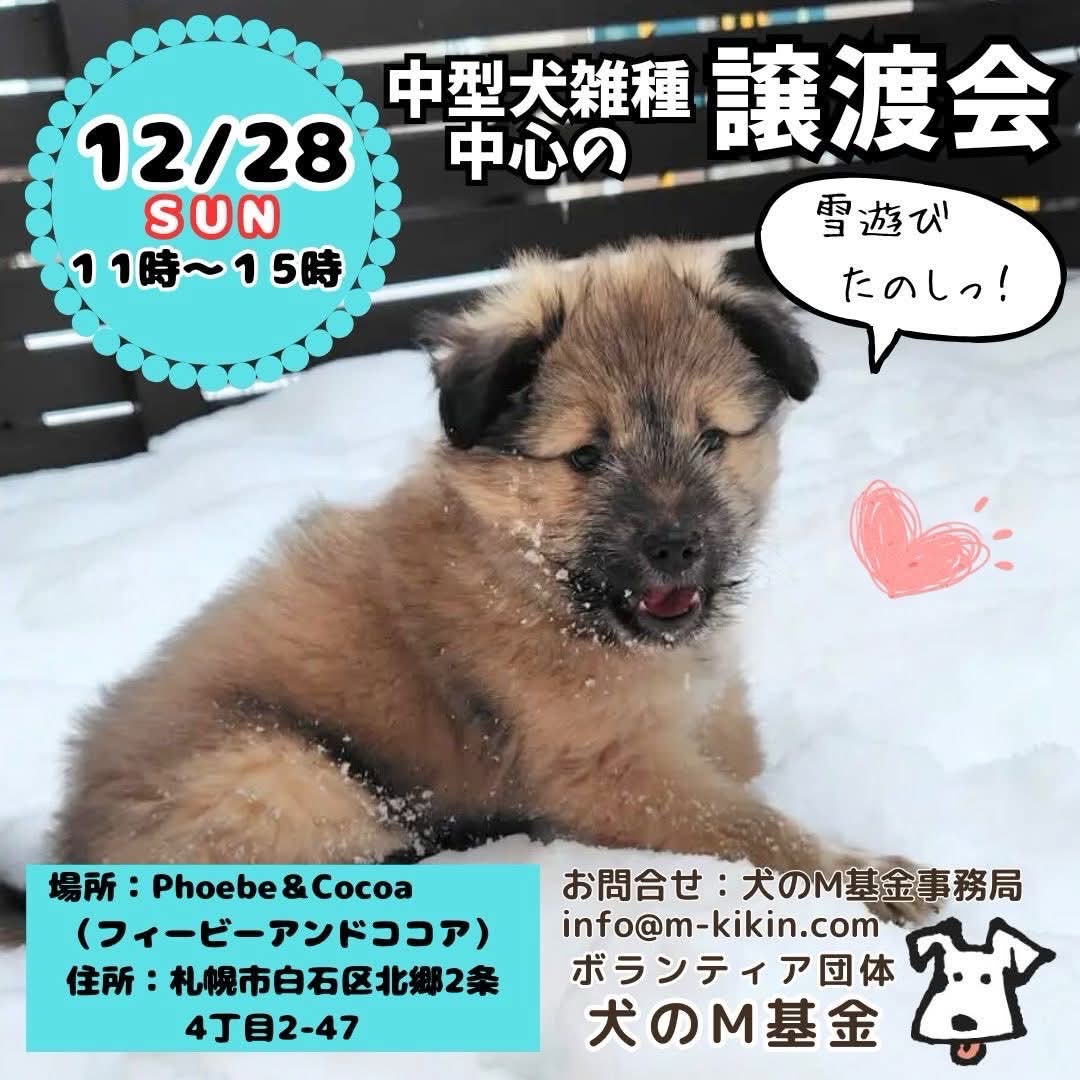 極上　在銘　犬の親子　根付　約4.5cm トヒチ　東ゆ7-0914⭐︎1F 📣明日12/28(日)は保護犬譲渡会📣 参加メンバーご紹介① フィービー