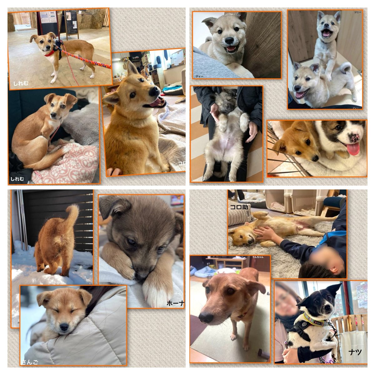 📣明日12/28(日)は保護犬譲渡会📣

参加メンバーご紹介②

フィービー＆ココア譲渡会に会いに来てね☆
by参加メンバーず

🍀日程はポスターをご覧ください

🍀詳しくはコチラ↓
instagram.com/p/DSbfgRLklNX/…

#譲渡会 
#子犬 #雑種 #北海道犬  
#中型犬 #保護犬 #里親募集 
#北海道 #札幌