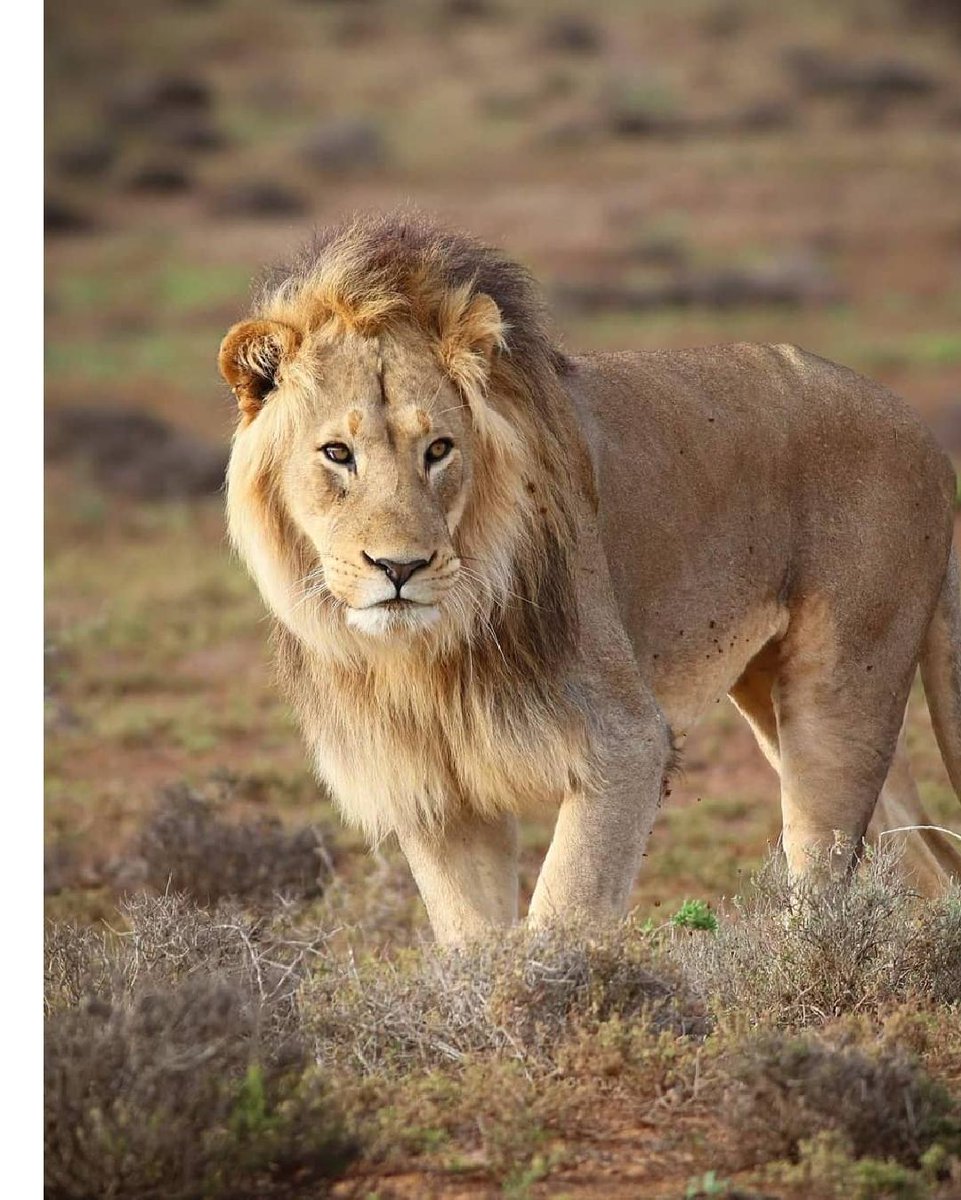 Lions 🦁 tweet media