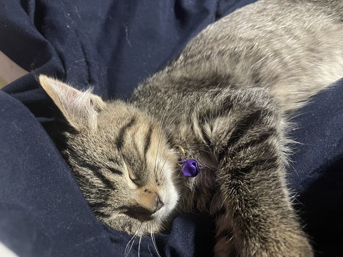 Aillwynd tweet media